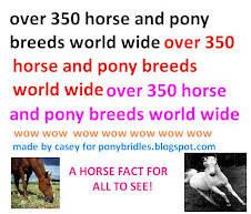 Just another horsie fact......