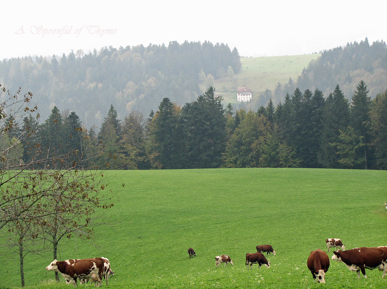 The Black Forest and a Trifle