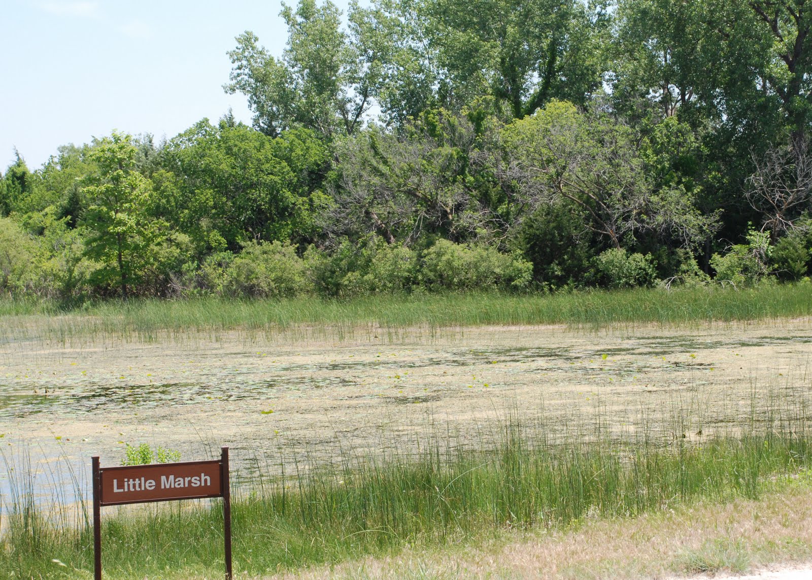 Of Wings and Wanderings Salt Plains National Wildlife Refuge ("Eagle