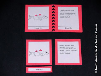 learn to make NAMC montessori nomenclature cards materials parts of the fish