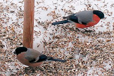 Fågelbord 2006
