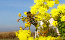 Acacia dealbata-Ακακια κιτρινη
