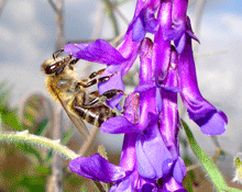 Vicia cracca - Αγριοβικος