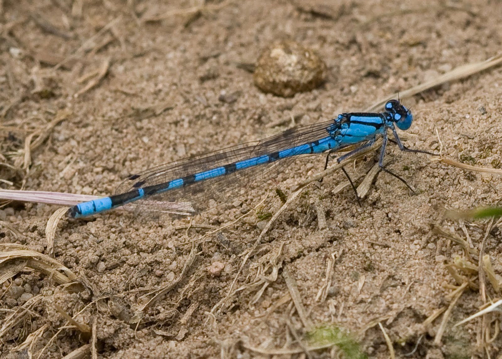 Ken's Photo Blog Common Dragonflies