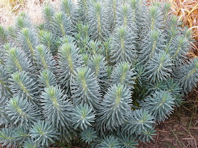 O Zahrade Gardening 2008