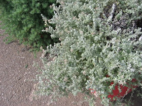 O Zahrade Gardening 2008