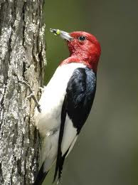 Animals Facts List - A Woodpecker can peck 20 times per second.