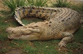 Weird Wildlife Facts - Crocodiles Eat Stones