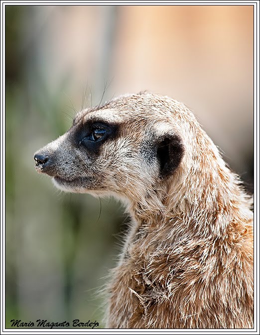 PERDIDO EN EL AMAZONAS: Suricata suricatta (Gato de roca)