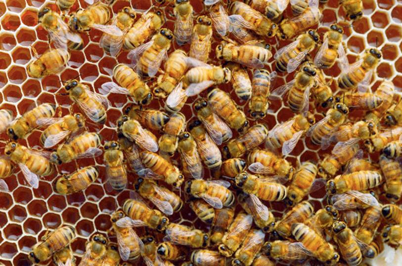 ArÄ±lar mÃ¶htÉÅÉm inÅaat mÃ¼hÉndislÉri ile ilgili gÃ¶rsel sonucu