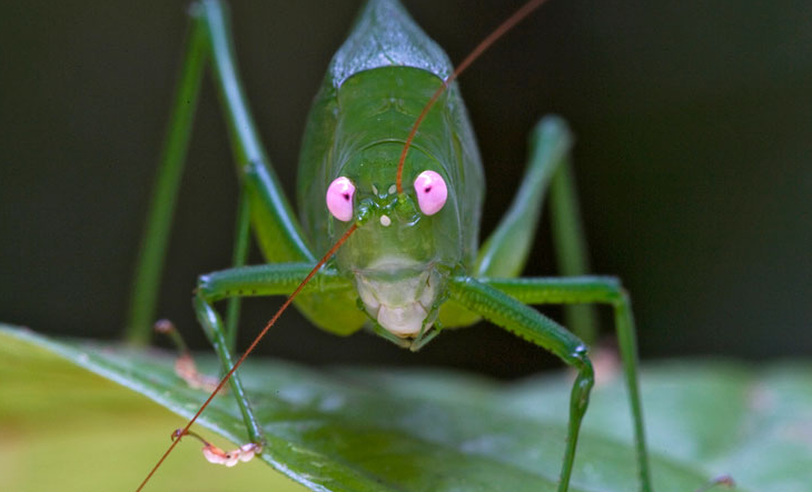 The Insect World: New insects discovered!