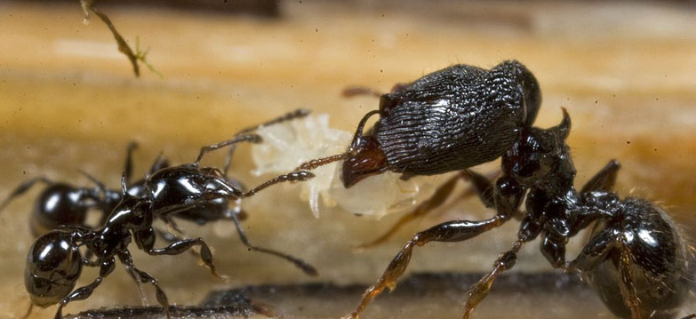 The Insect World: New insects discovered!