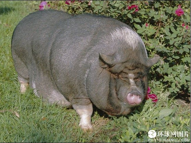 Fundudes World s Ten Fattest Animals Alive fundudes-world-s-ten-fattest-animals-alive