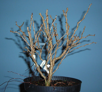 Zierkirsche - Seite 2 - www.bonsai-fachforum.de