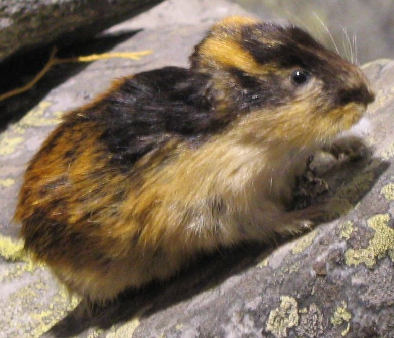 lemming.jpg