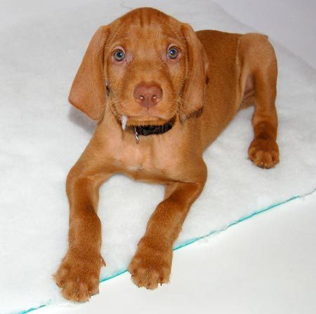 Image result for vizsla park