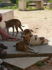 Dogs of the World - Varanassi