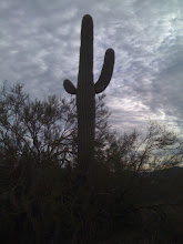 Sagauro Cactus