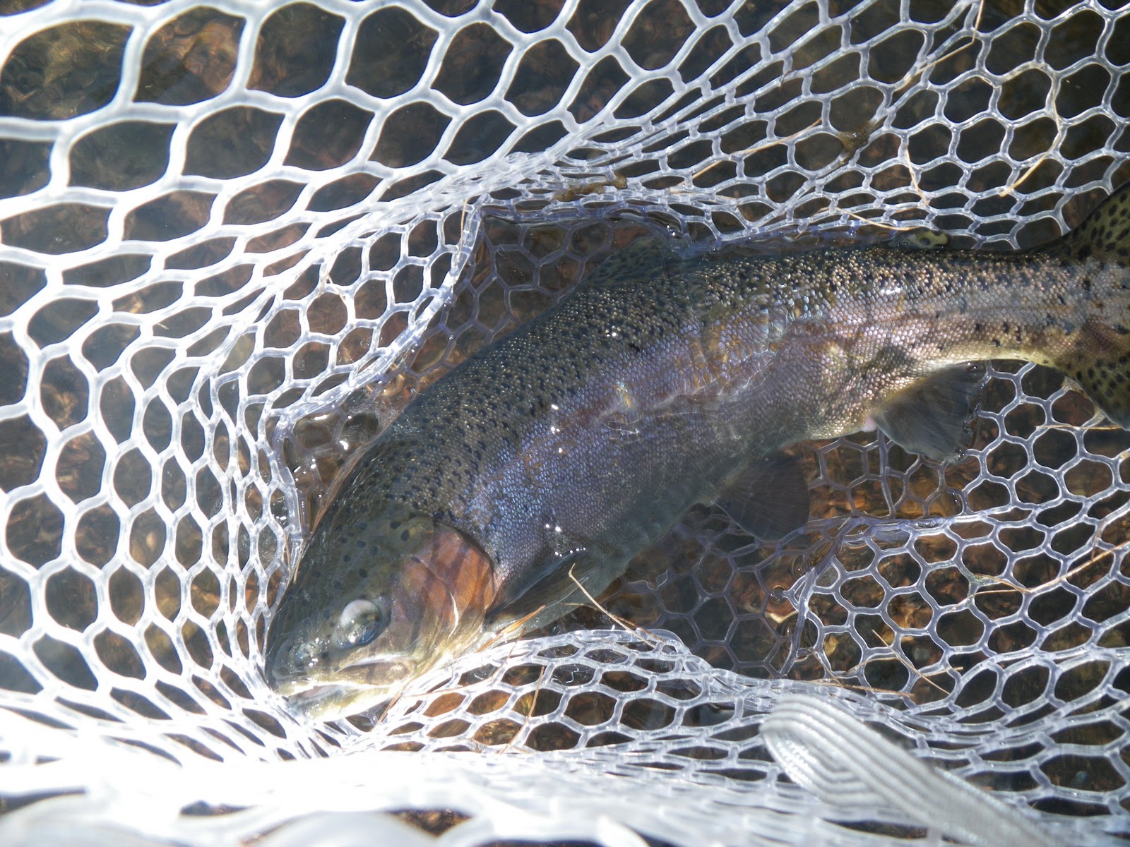 cp's fly fishing and fly tying South Platte River Deckers 12/20/10