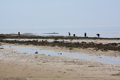 Ramasseurs de moules sur une plage normande