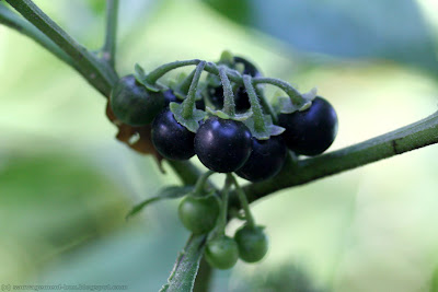 Baies de morelle noire (solanum nigrum)