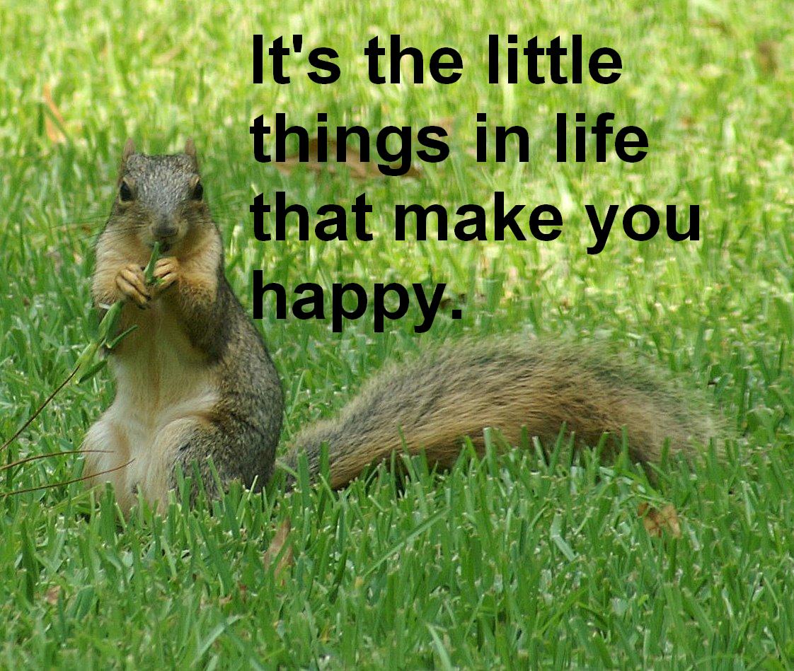 [Little+things+squirrel-1.JPG]