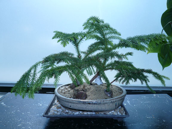 Jersey Gardener Creating New Bonsai