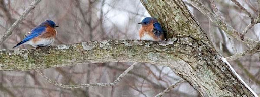 Habitat Home: Bluebirds - Harbingers of Spring?