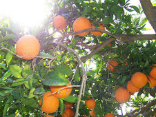 arance di sicilia