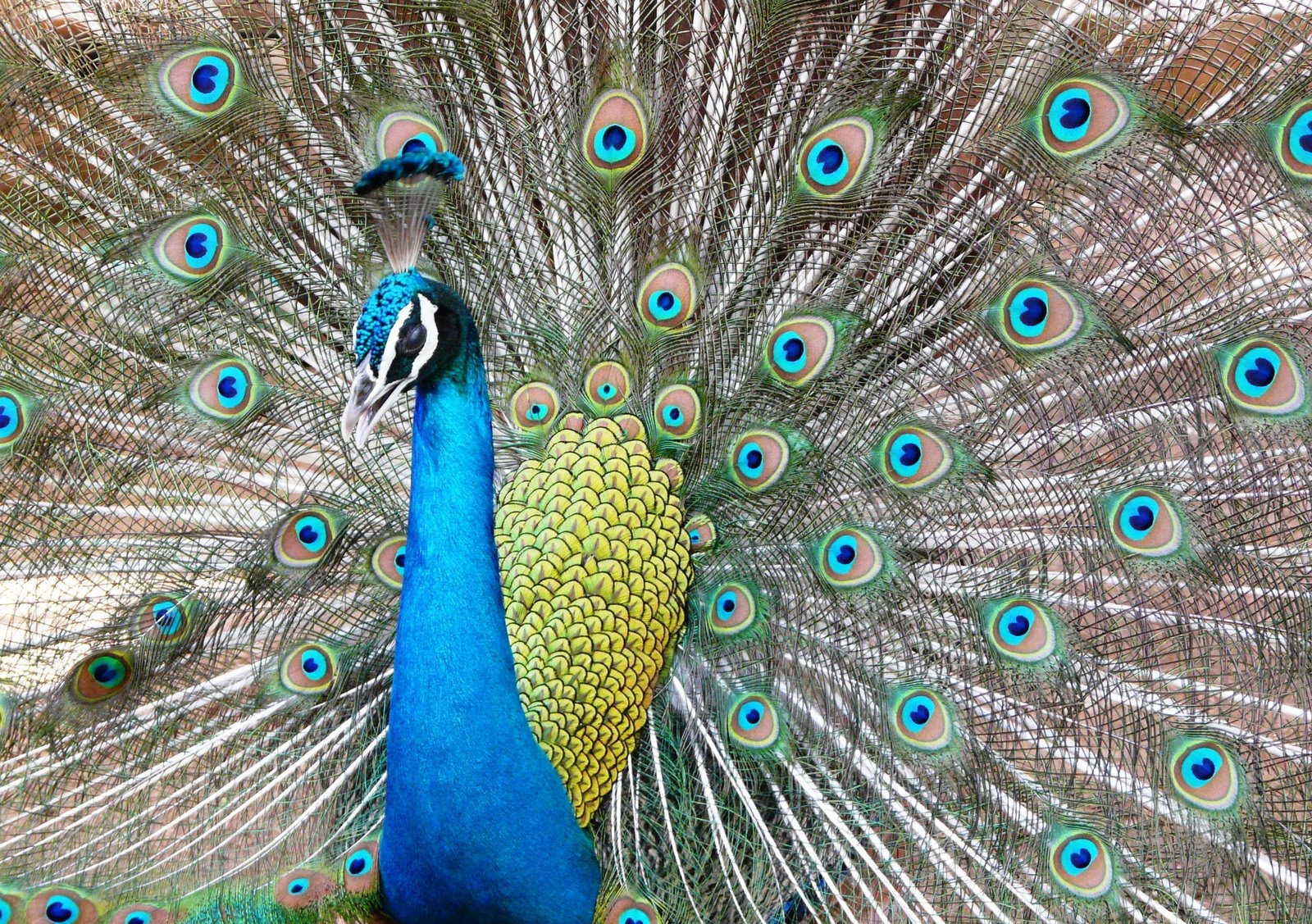 Koleksi Foto Burung Merak Tercantik