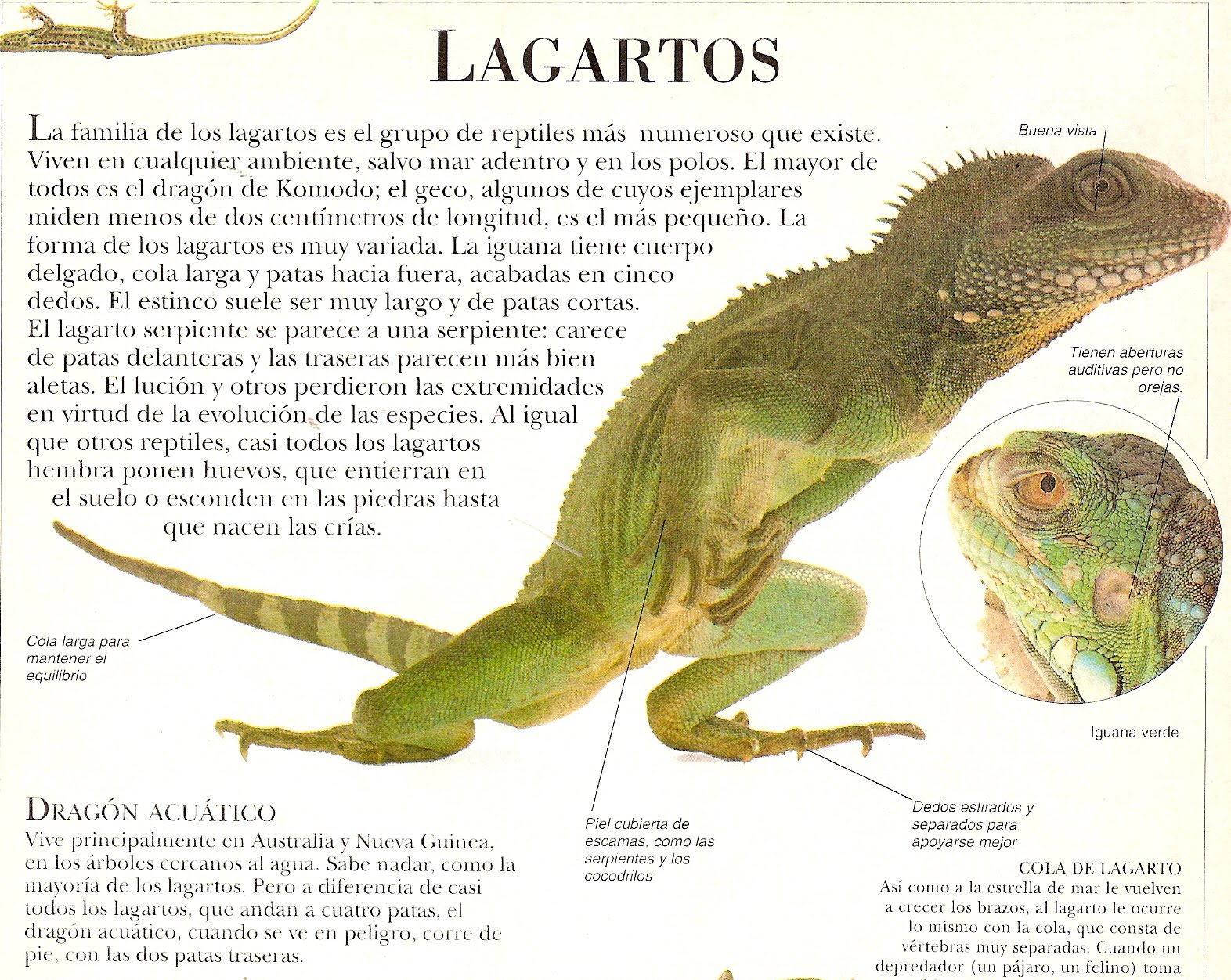 Hola chicos!!!!!!!!!!!: lagartos