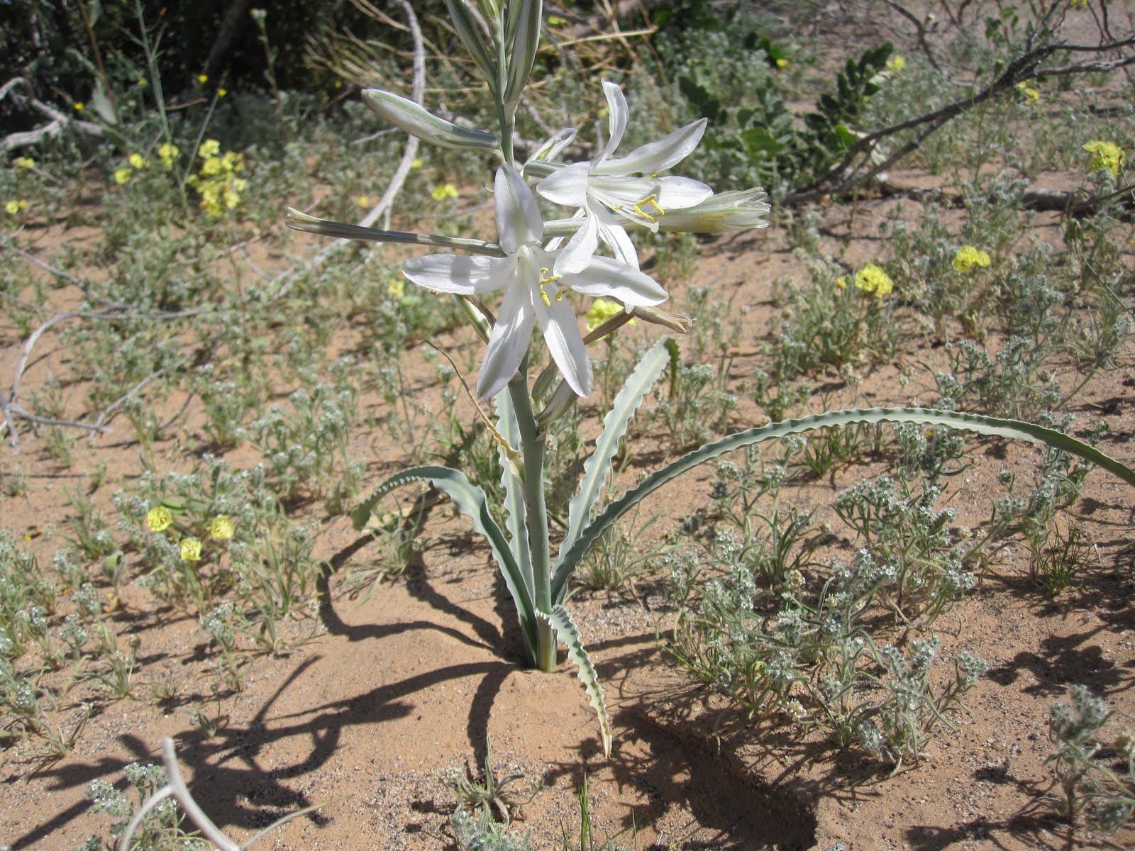 Cannundrums Ajo Lily