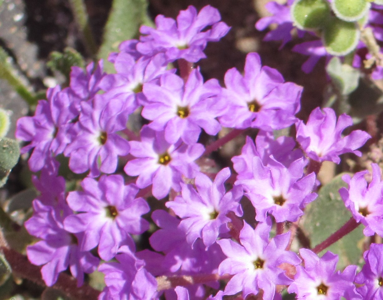 Cannundrums Desert Sand Verbena