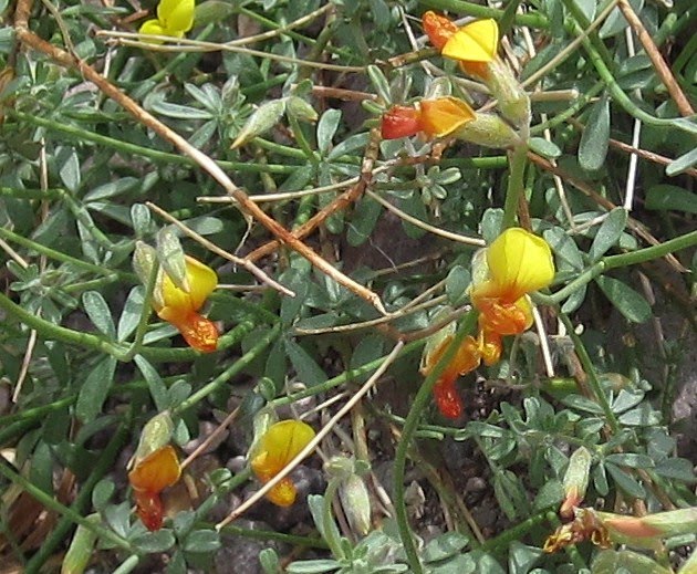 Cannundrums Shrubby Deervetch or Desert Rockpea