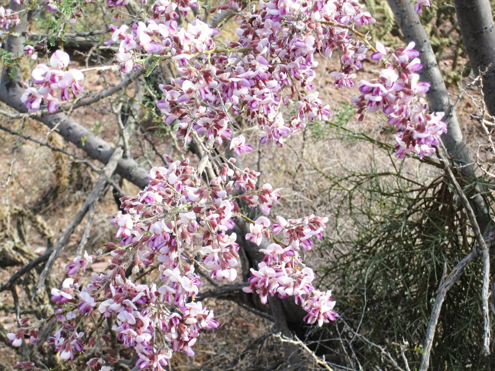 Cannundrums: Ironwood Tree