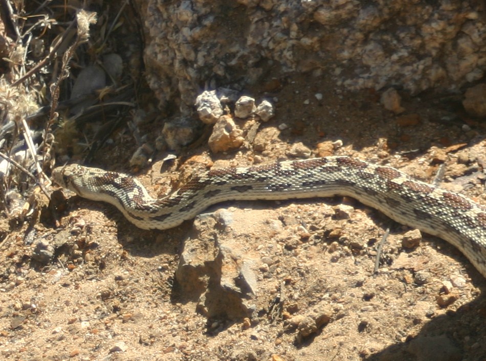 Cannundrums: Sonoran Gopher Snake
