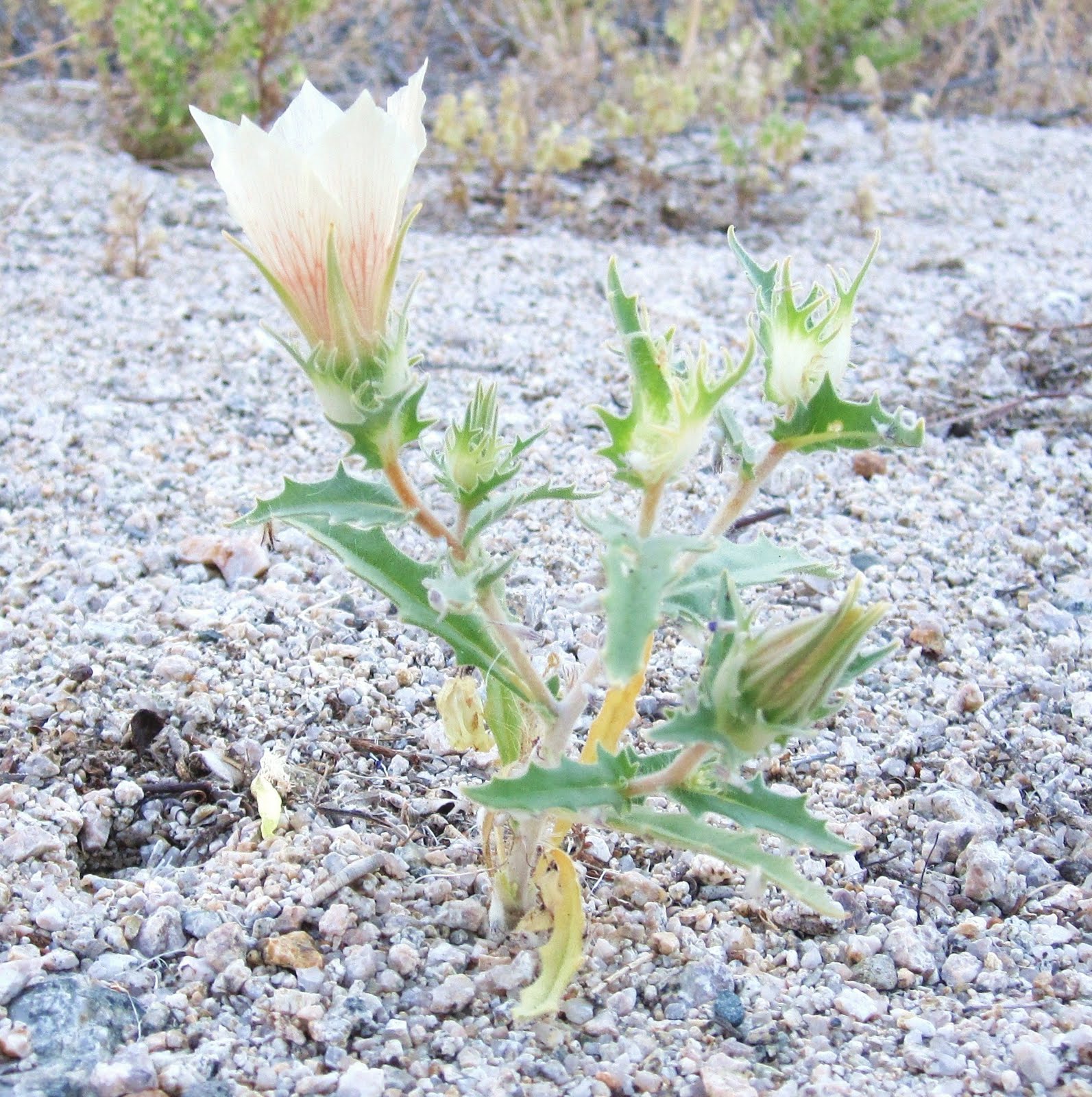 Cannundrums Sand Blazing Star