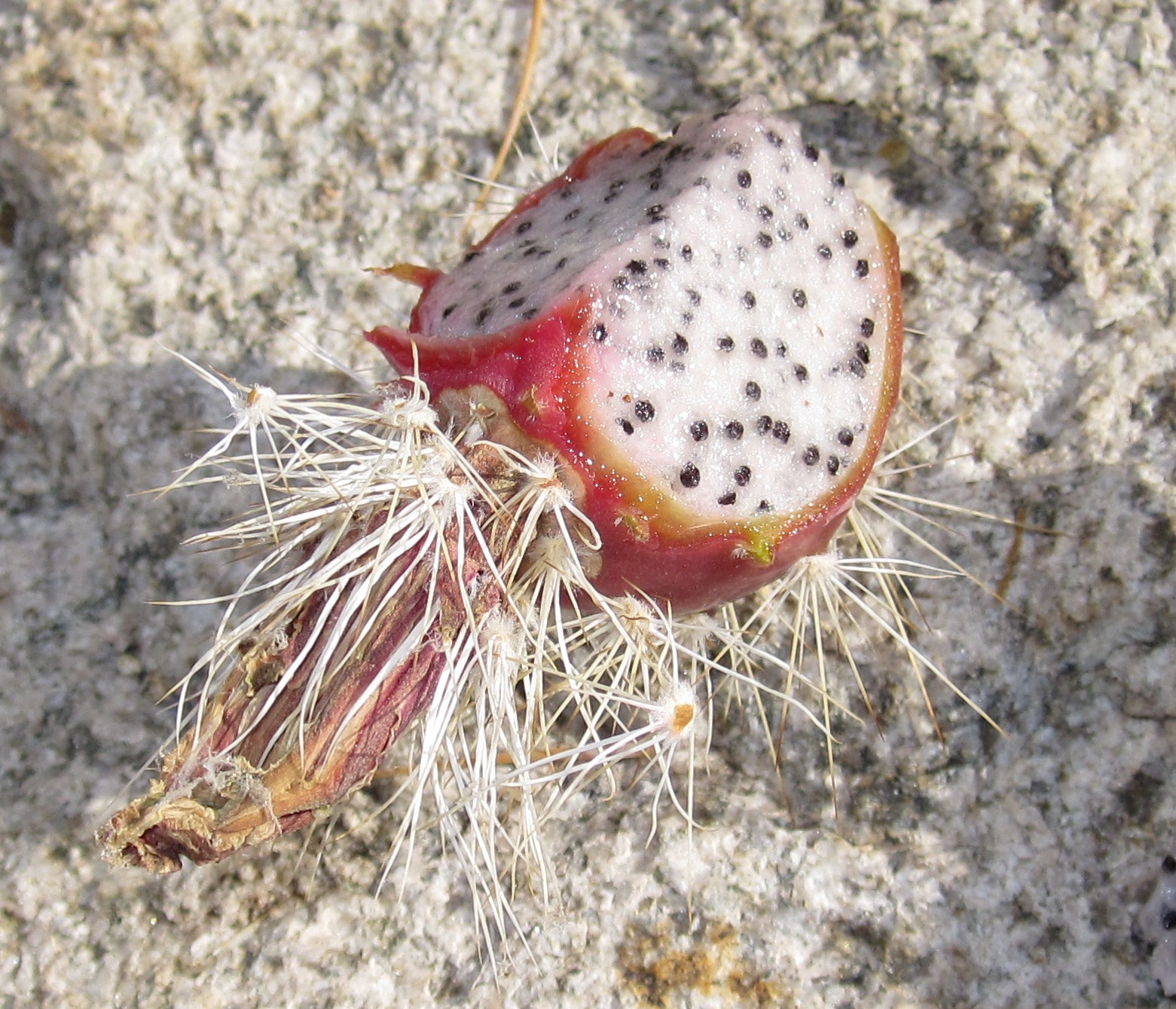 Кактус клубника. Кактус клубника. Раритет кактусы. Опунция сочный?. Кактус клубника.