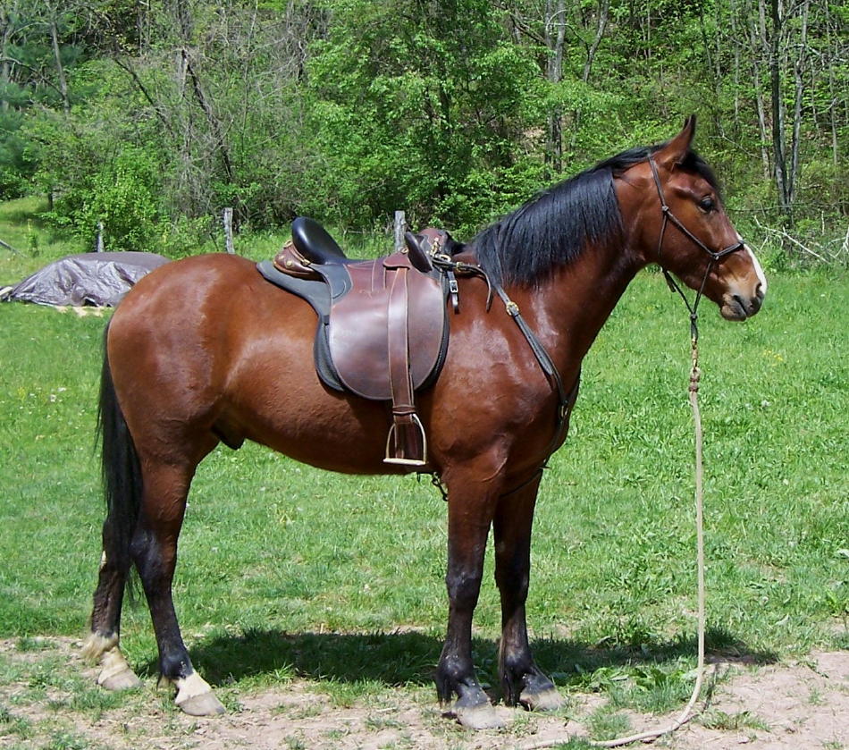 Jane Augenstein My World in Pictures Aussie saddles