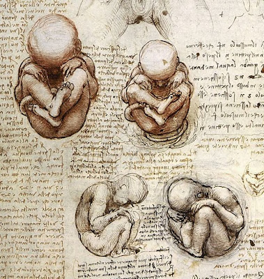 images of babies in womb. of Foetus in a Womb