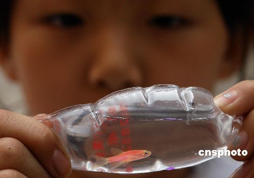 [Portable+pet+fish+2.jpg]