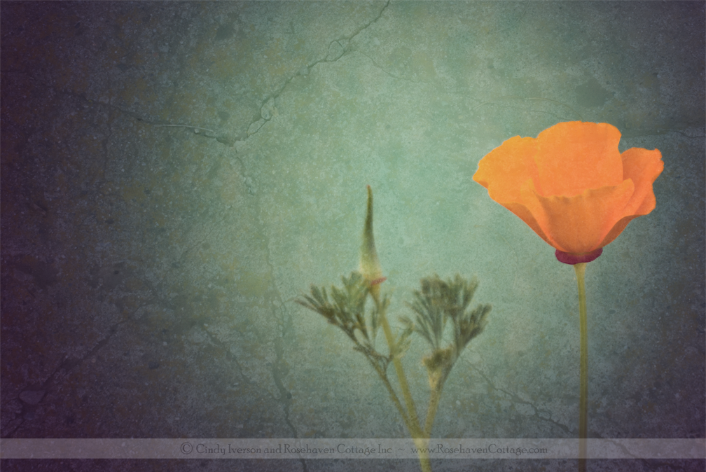 [California+Poppy.png]