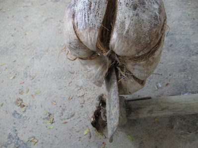 How to Husk a Coconut Correctly 8 IMG 8509