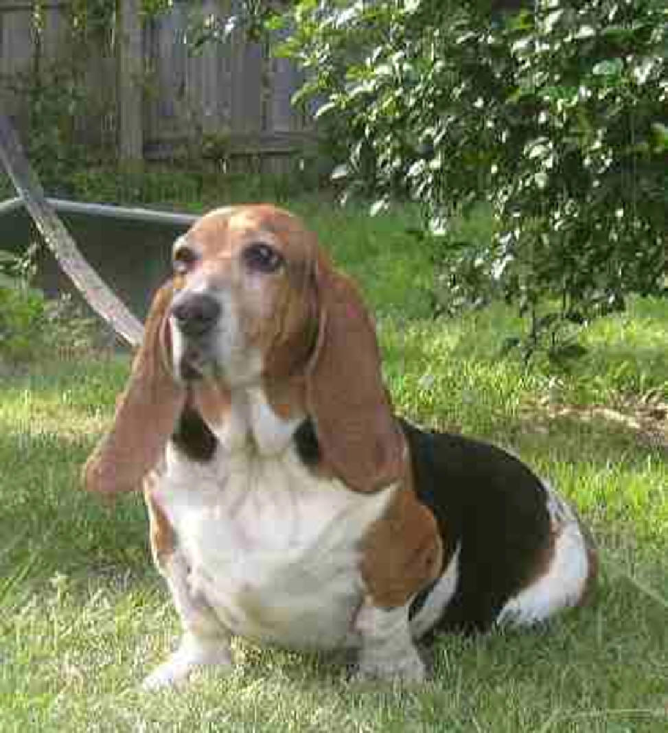 Basset Hound Rescue of Alabama June 2010