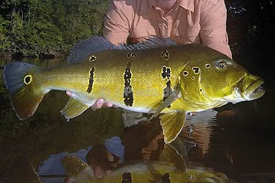 จ้าวน้อยฟิชชิ่ง ตกปลาฮาเฮ เร่ไปเพราะใจสั่งมา: พี่ค๊อกแบส Peacock Bass