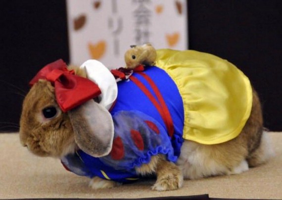 carnival costumes for animals