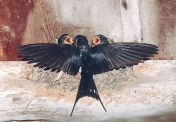 Ήρθαν τα ΧΕΛΙΔΩΝΙΑ