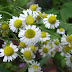 Χαμομήλι, το θεραπευτικό 🌼