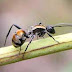 Μυρμήγκια αναπαράγονται χωρίς σεξ