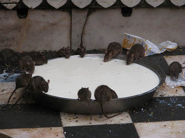 [IMG_5335.JPG]
